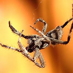 photo "Spider - aerial display"