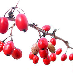 photo "OOP. Winter Berries. Polymorphysm."