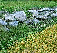 photo "Small Rice field"