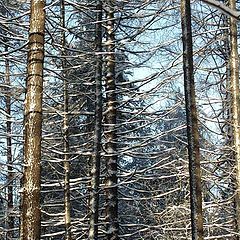 фото "Сомнения..."