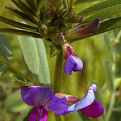 photo "Little Flowers"