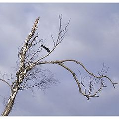 photo "Black Bird"