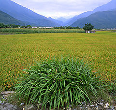 фото "The Rice Field in the east of Taiwan"