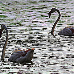 photo "Flamingo Lake"