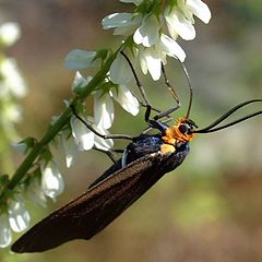 фото ""Just Hangin Around" - a macro"