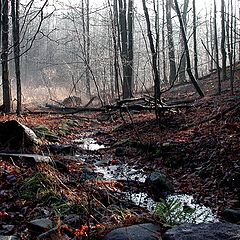 photo "Good Morning Forest."