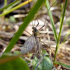 фото "Mosquito"