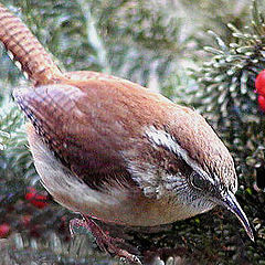 фото "A Carolina Wren in Virginia !!"