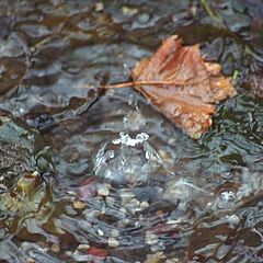 photo "Disturbed by Drop"