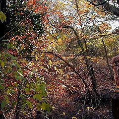 photo "Autumn Colors 1a"