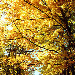 photo "Autumn Colors 4"