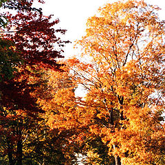 photo "Autumn Colors 5"