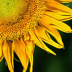 photo "Essence of a Sunflower"