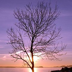 photo "Tree with sunset"