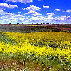 фото "`Polder in springtime`"