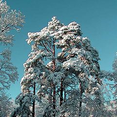 фото "Сосны."