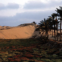 фото "Palm Trees"