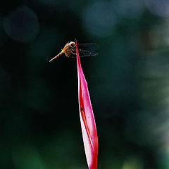 photo "flower and guest"