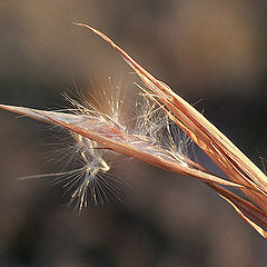 photo "Hanging On"