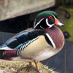 photo "A Treasure at Saltville Ponds...."