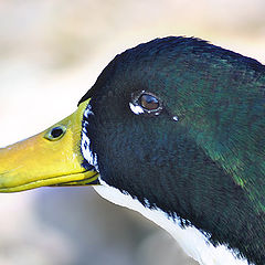 photo "Portrait of a Duck"