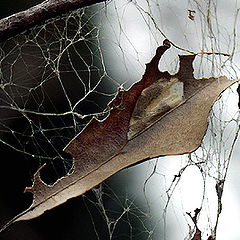 photo "Web of Winter"