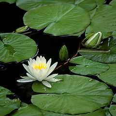 photo "Water Lily Garden"