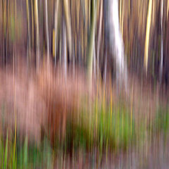 photo "Woodland Abstract"