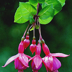 фото "Fuchsia"