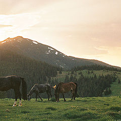 photo "About sunset with the mounting horses"