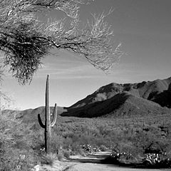 photo "Desert Mountain Road"