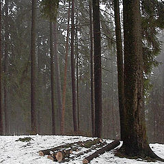 photo "Latvian woods..."