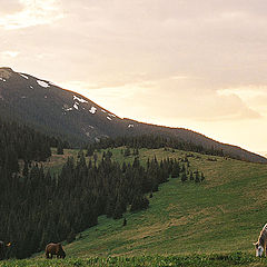 фото "Закатная с горными лошадками -2"