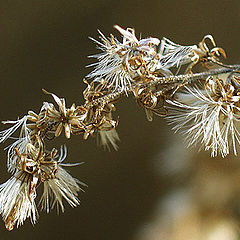 фото "Colors of Winter #5"