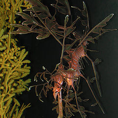 photo "Leafy Sea Dragon (Phycodurus equus)"