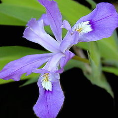 photo "Crested Dwarf Iris.."