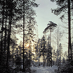 photo "Leaving a wood"