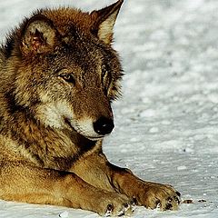 photo "Sight of the wolf"