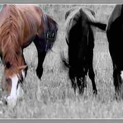 photo "Grazing Colts"