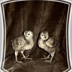 photo "Chicken symbolics"