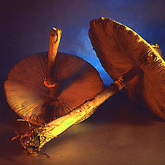 photo "Fungi"