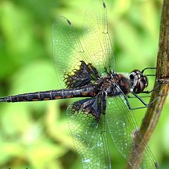 photo "Winged creature from prehistoric times?"