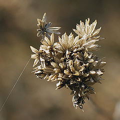 фото "Fragile Tether"