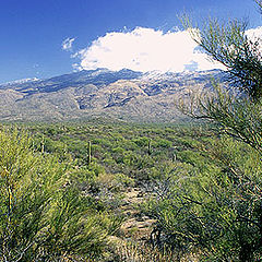 photo "December Desert Landscape"