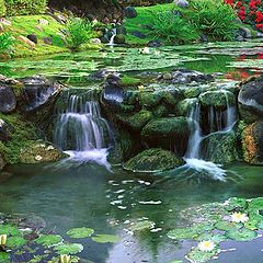 photo "Water Garden"