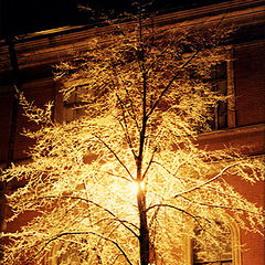photo "Winter small lamp."