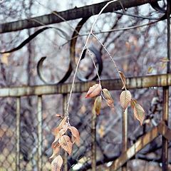 photo "Old fence"