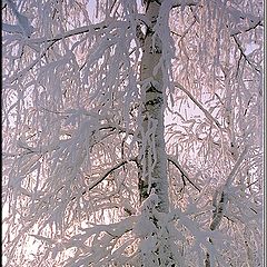 photo "Snow Hues"