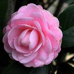 фото "Pink Lady"