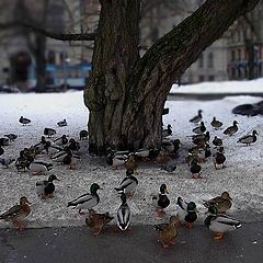 фото "Ducks in the Central Park: Hanging on and around"